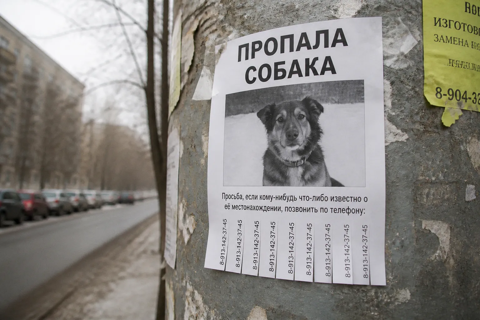 Что делать, если вы встретили на улице потерявшееся животное: пошаговая инструкция