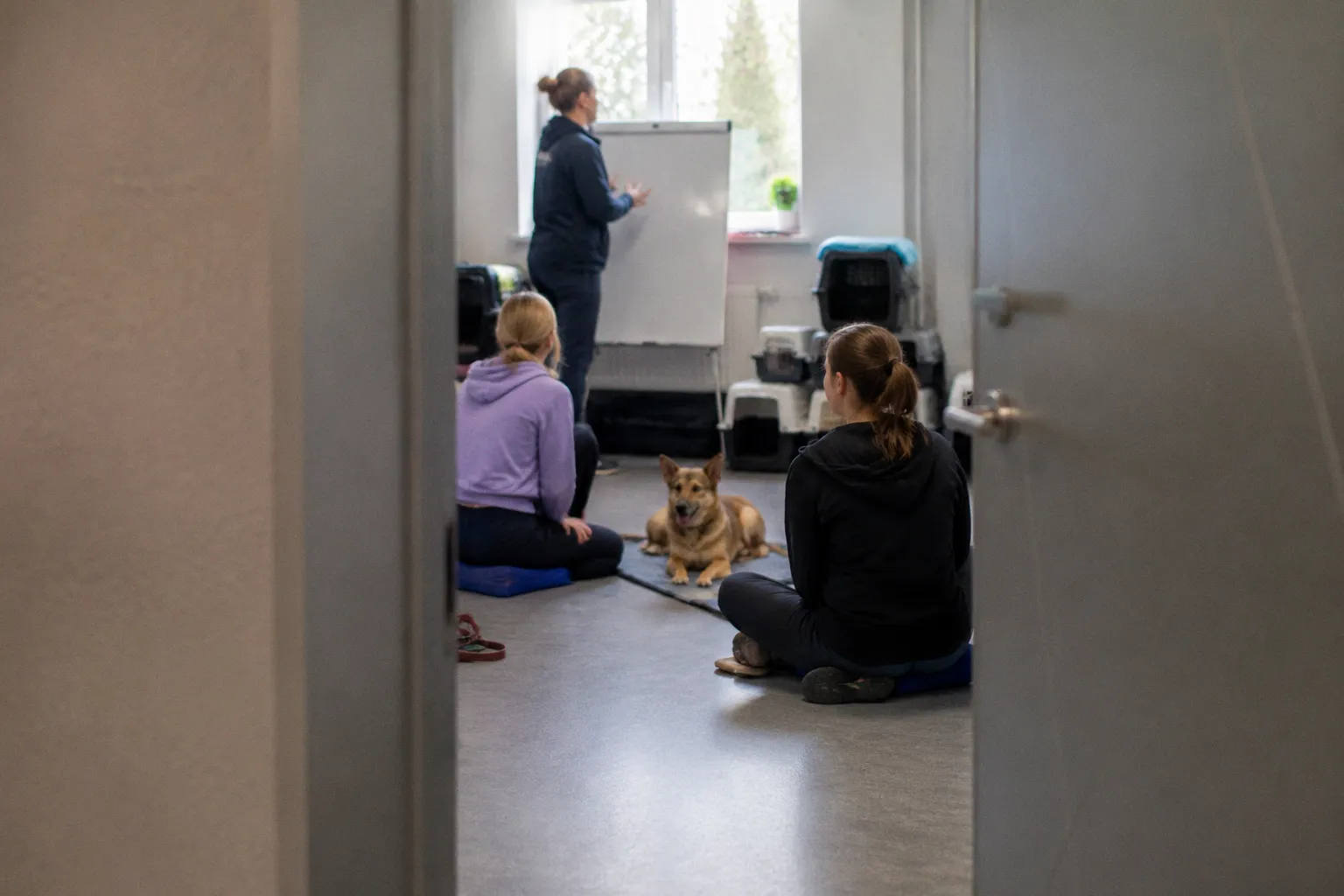 Huntsville Animal Services провела акцию по подготовке питомцев к сезону фейерверков