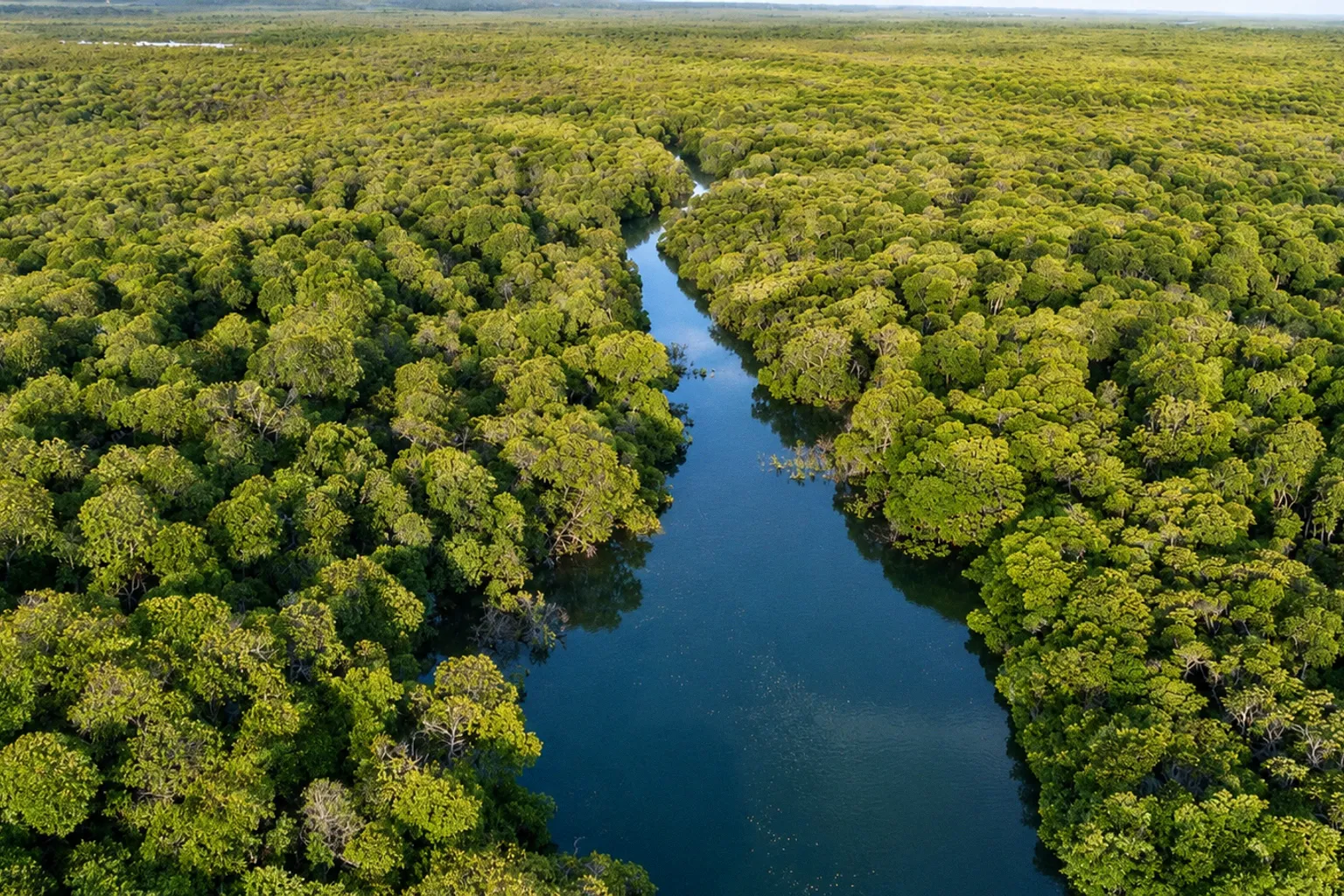 Саммит COP17 по биоразнообразию: как решают проблему финансирования природы