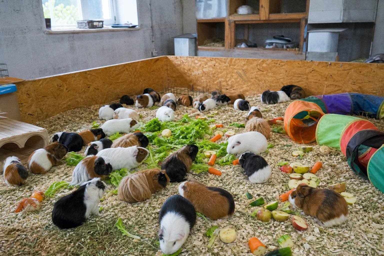 Спасение 71 морской свинки в Индиане: масштабная операция Erin's Farm